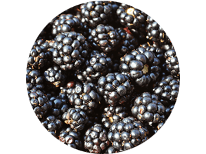frische regionale Brombeeren direkt vom Feld - regionaler frischer Brombeergenuss bei Erdbeeren Holzner